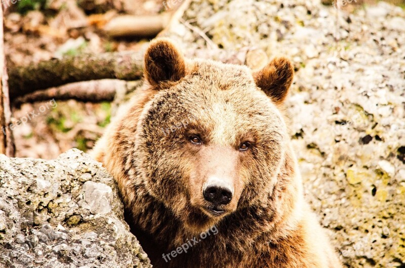 Brown Bear Bear Zoo Tiergarten Predator