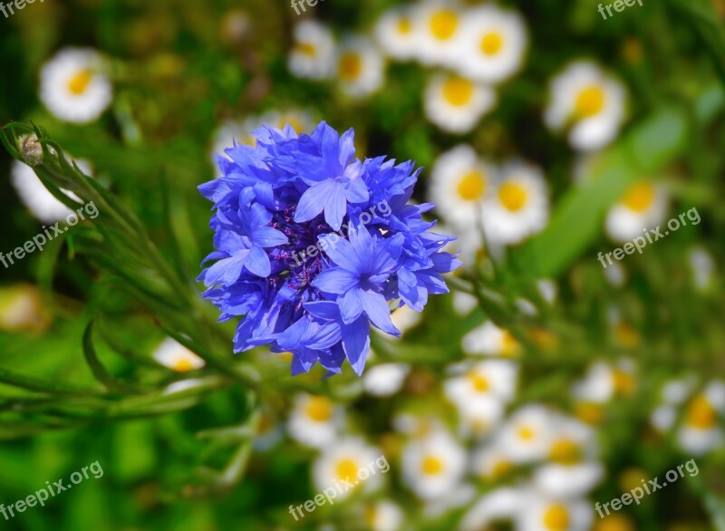 Flowers Purple Green Daisy White