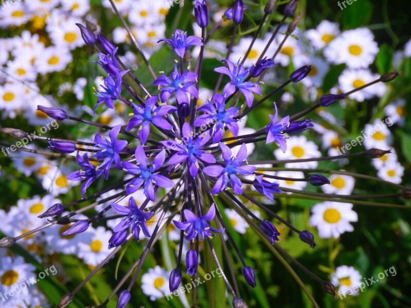 Radial Flowers Purple Green Daisy