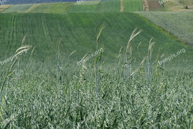 Field Green Corn Ears Oats