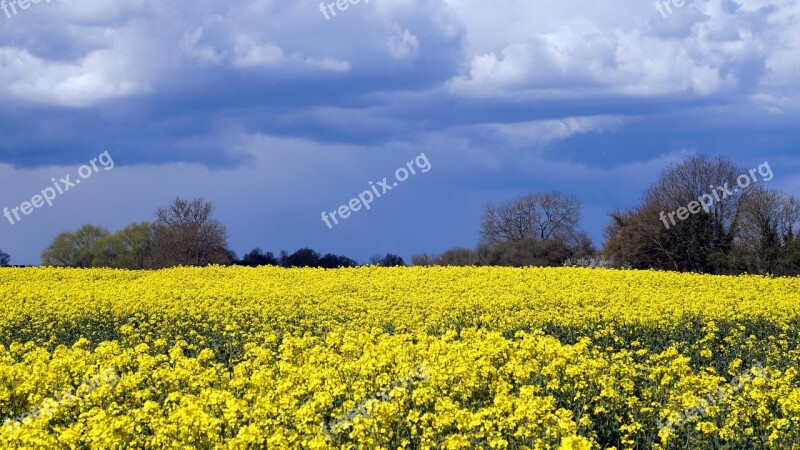 Field Yellow Summer Nature Landscape