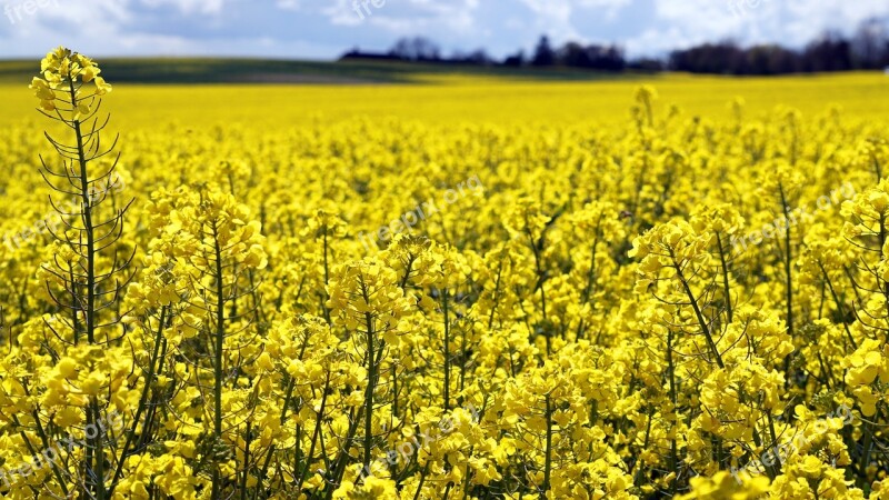 Field Yellow Summer Nature Landscape