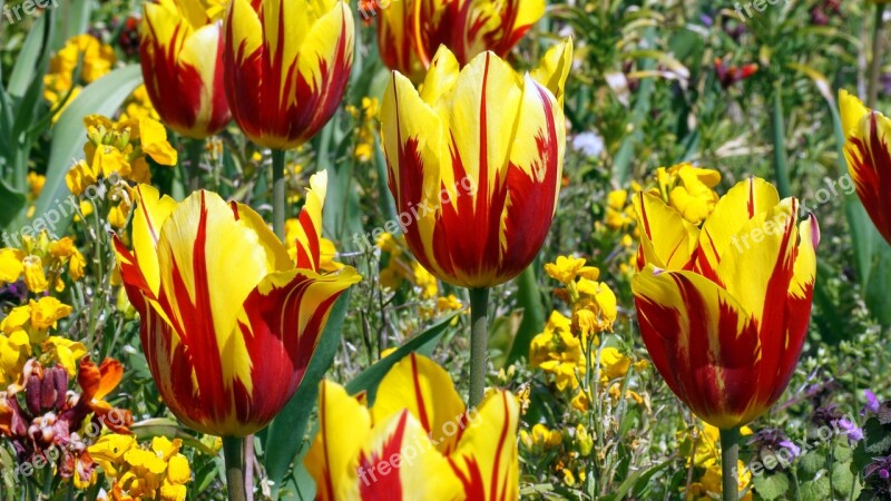 Flower Plant Garden Spring Leaf