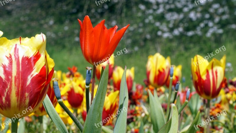 Flower Plant Garden Spring Leaf