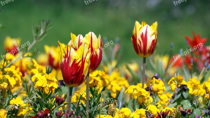 Flower Plant Garden Spring Leaf