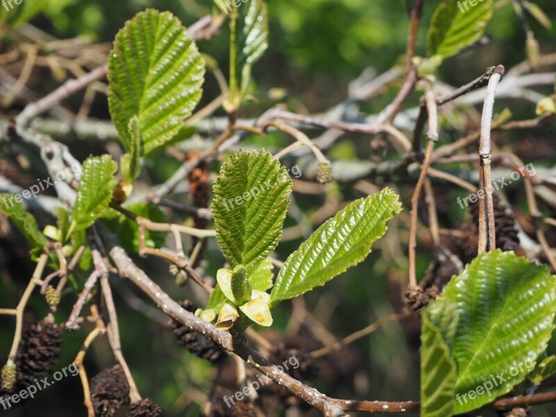 Alder Black Alder Fresh Leaves Fresh Green New Leaf