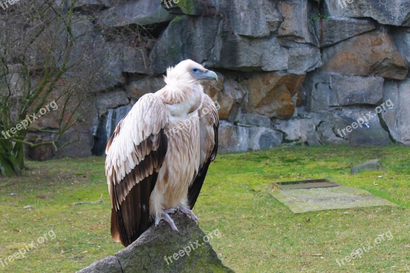 Vulture Zoo Berlin Raptor Wild Animal