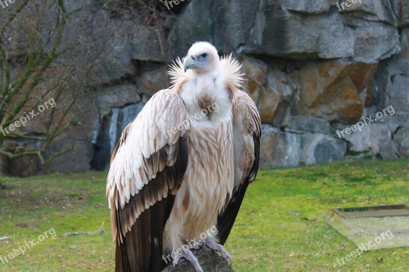 Vulture Zoo Berlin Raptor Wild Animal