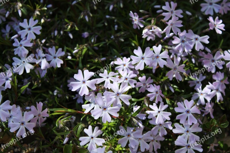 Stone Garden Stone Herb Spring Garden Early Bloomer