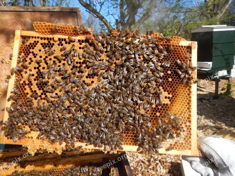 Bees Harlem Honey Beekeeping Bee