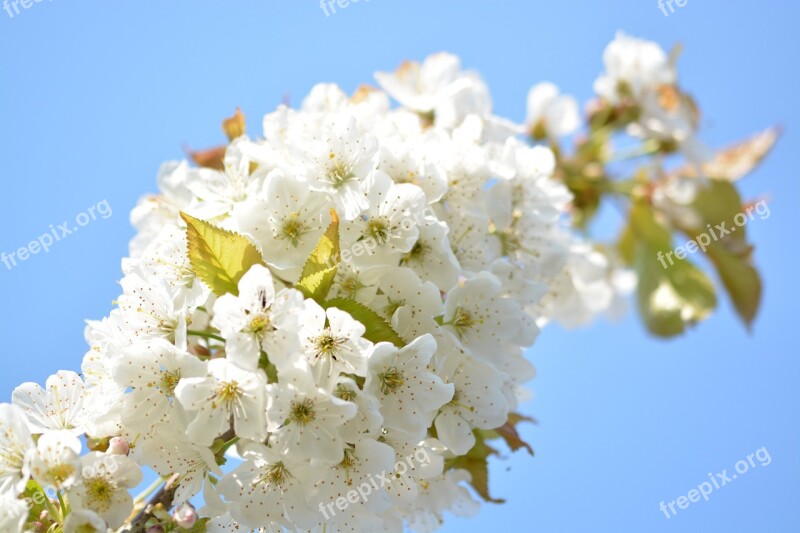 Cherry Blossom Cherry Tree Branch Flowering Twig Close Up