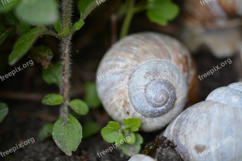 Snail Shell Mollusk Nature Schnecknehaus