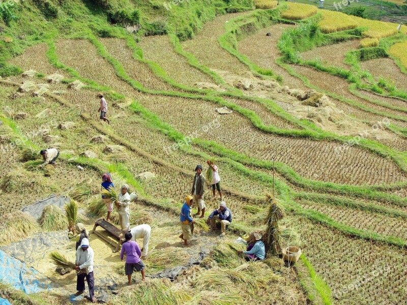 Indonesia Bali Rice Winnowing Rice Field