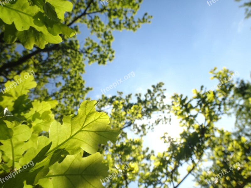 Oak Tree Oak Leaves Oak Forest Leaves