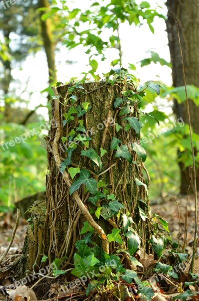 Tree-trunk Vines Leaf Nature Tree