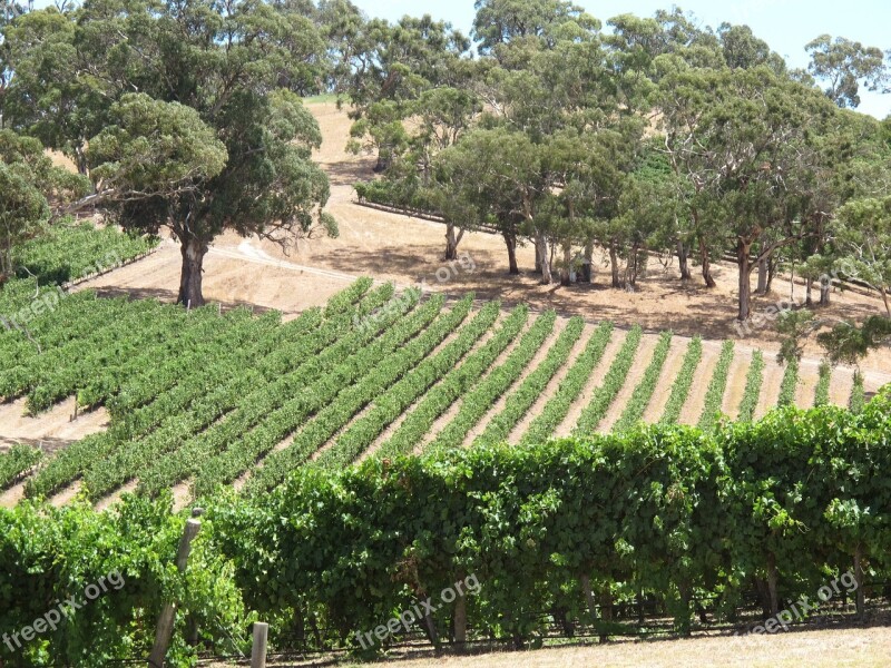 Longview Winery Vines Field Adelaide Hills Wine