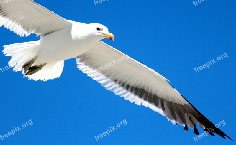 Gull Flight Sky Feather Bird