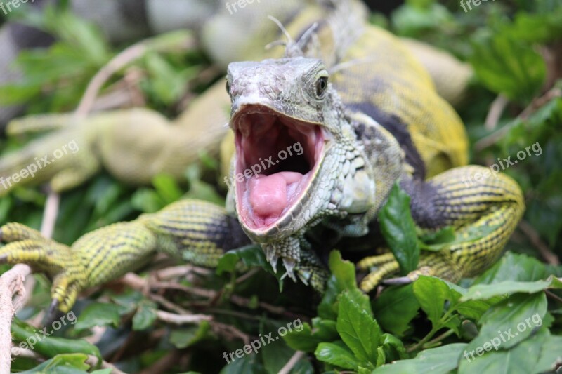 Iguana Foot Dangerous Tooth Animal