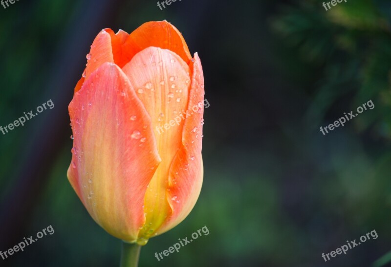 Tulip Pink Spring Nature Flower