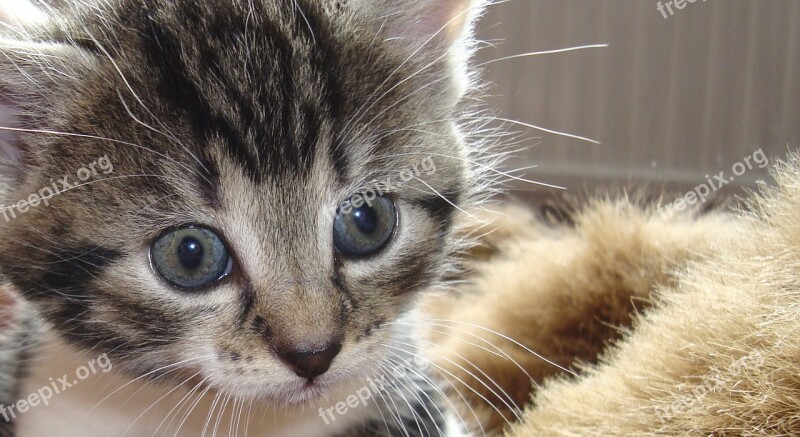 Cat Cute Close Up Portrait Animal