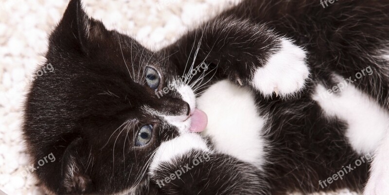 Cat Cute Close Up Portrait Animal