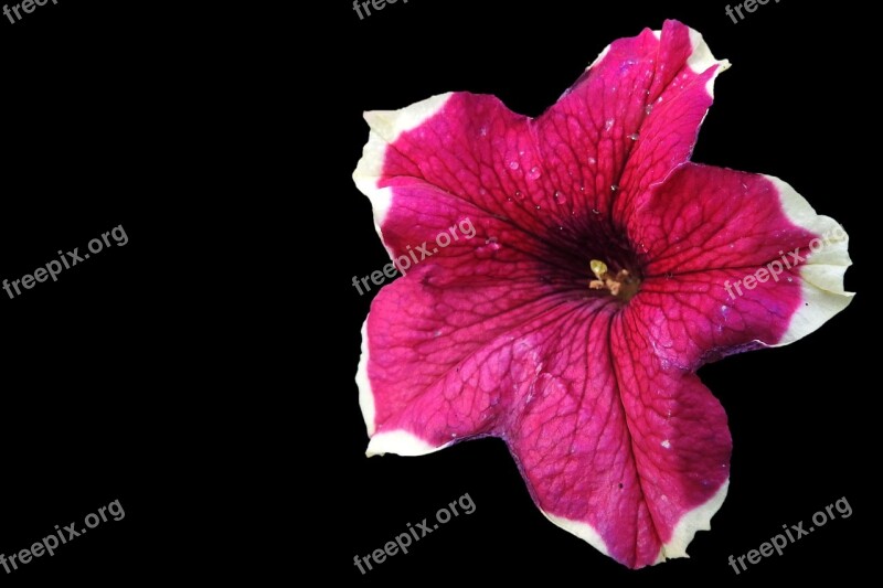 Petunia Nachtschattengewächs Garden Petunia Blossom Bloom