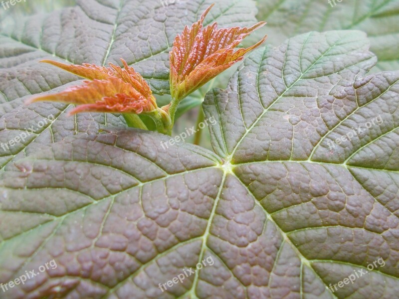 Leaf Surface Nature Environment Leaves Plant