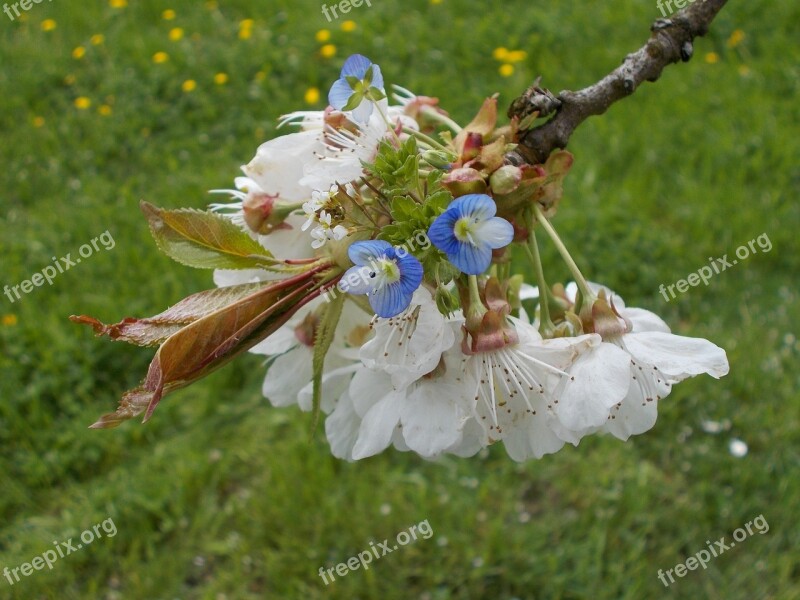 Spring Blossoms Cherry Blossoms Flowers Close Up Flower