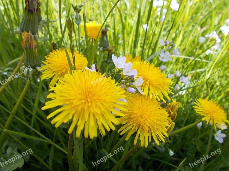 Meadow Nature Flowers Public Record Blade Of Grass