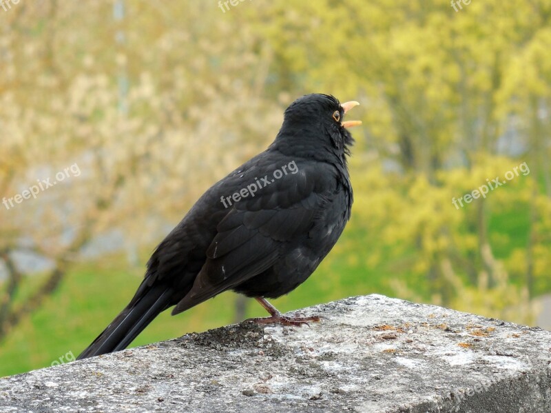 Blackbird Bird Songbird Spring Free Photos