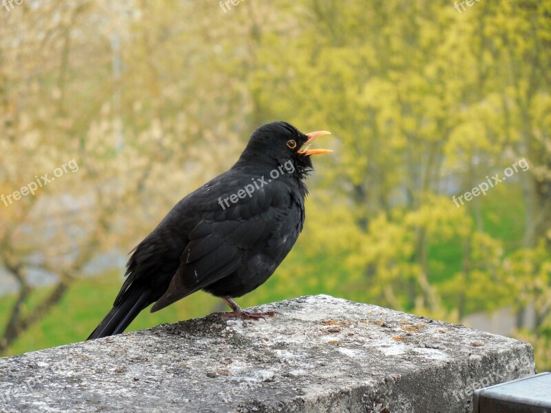 Blackbird Bird Songbird Spring Free Photos