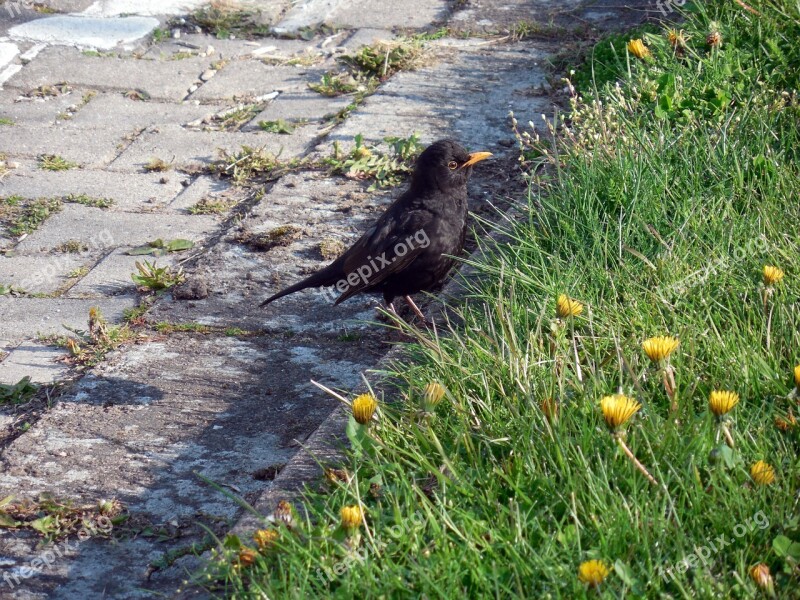 Blackbird Bird Songbird Spring Free Photos