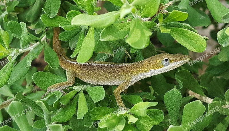 Anole Green Anole Lizard Green Lizard Reptile