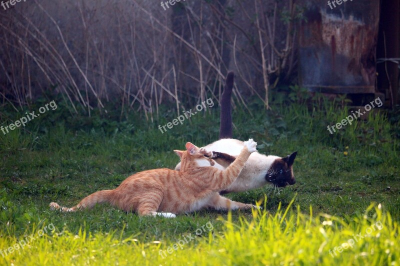 Cat Kitten Mieze Siamese Cat Siam