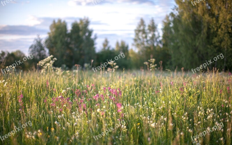 Nature Grass Flowers Field Summer Free Photos