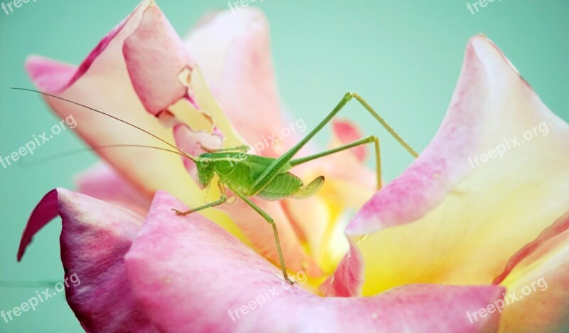 Katydid Rose Flower Insect Free Photos