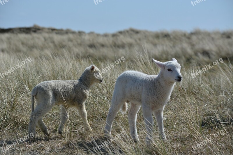 Lambs Sylt Nature Free Photos