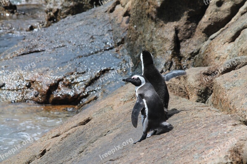 Penguins South Africa Boulders Beach Cape Point Free Photos