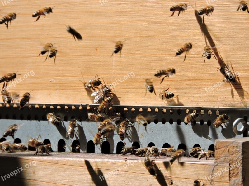 Bee Honey Bee Apis Mellifera Bee Hive Insect