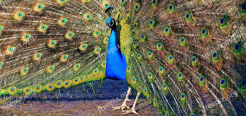 Peacock Peacock Wheel Bird Feather Spread