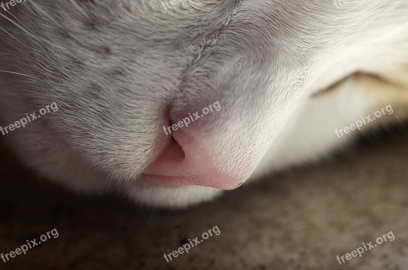 Nose Cat Domestic Cat Sleeping Cat Muzzle