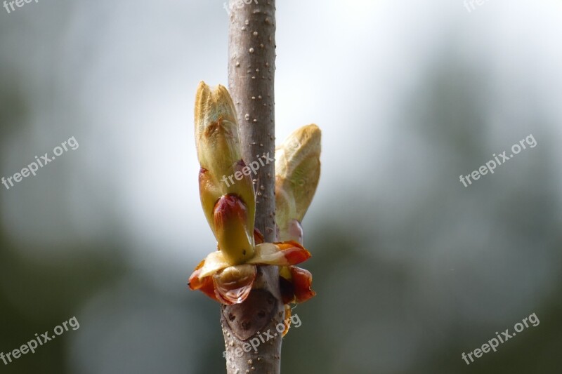 Chestnut Branch Blossom Bloom Nature