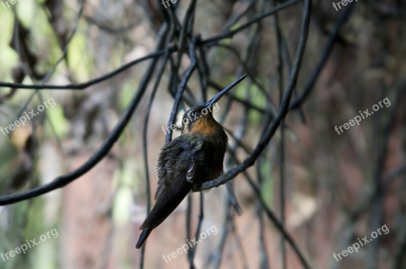 Bird Hummingbird Nature Free Photos