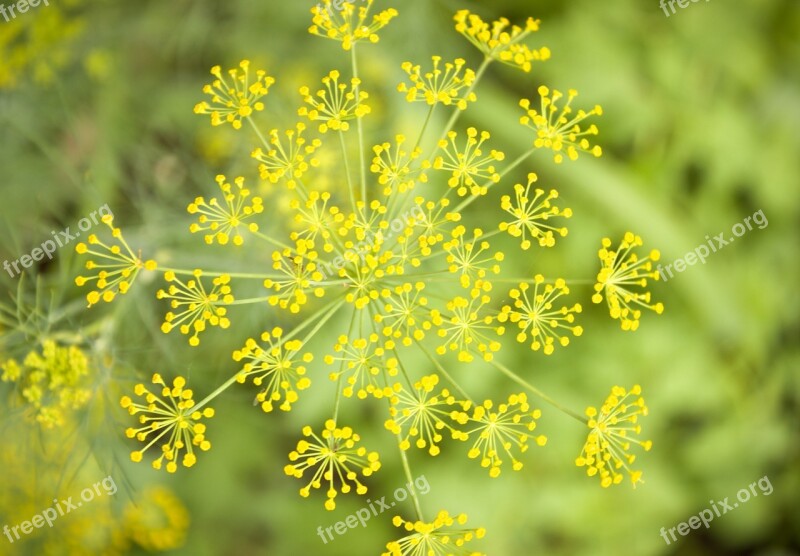 Dill Blossom Flower Botanical Free Photos