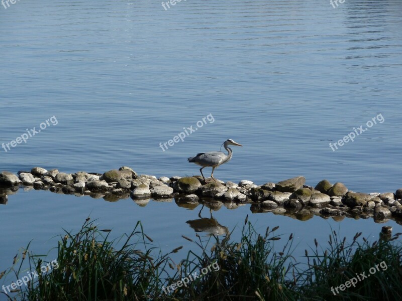 Heron Nature Pond Bird Free Photos