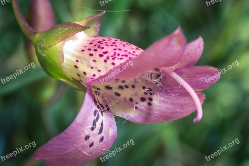 Eremophila Maculata Emu Bush Macro Blossom Bloom