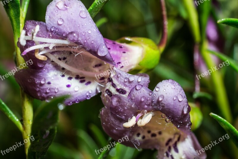 Eremophila Maculata Emu Bush Macro Blossom Bloom