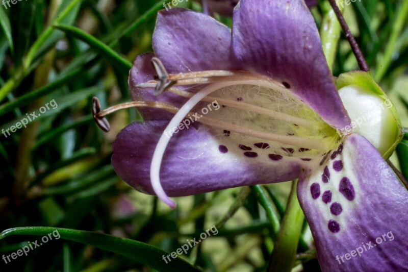 Eremophila Maculata Emu Bush Macro Blossom Bloom