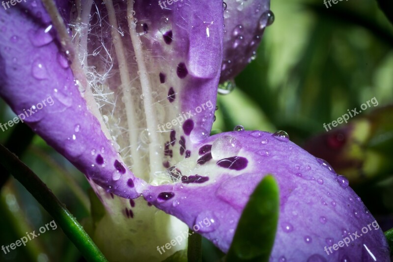 Eremophila Maculata Emu Bush Macro Blossom Bloom