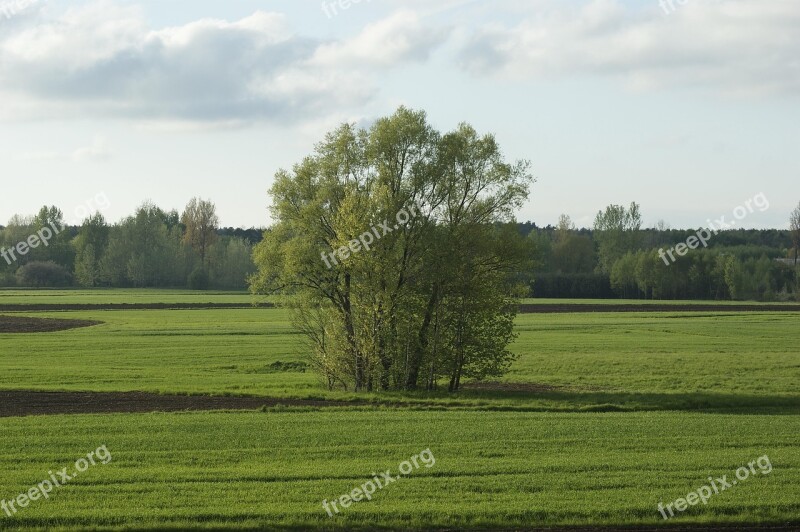 Landscape Single Tree Green Nature Grass